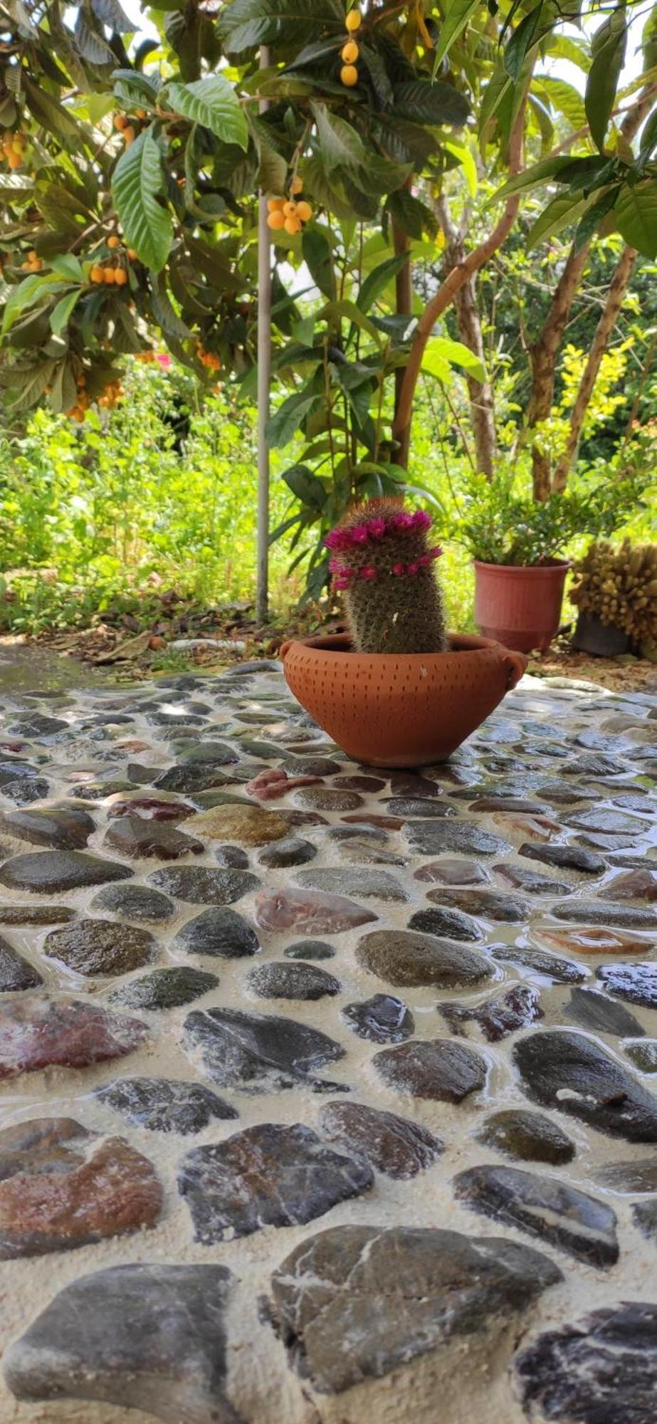 Apartament Garden House 2 Amarynthos